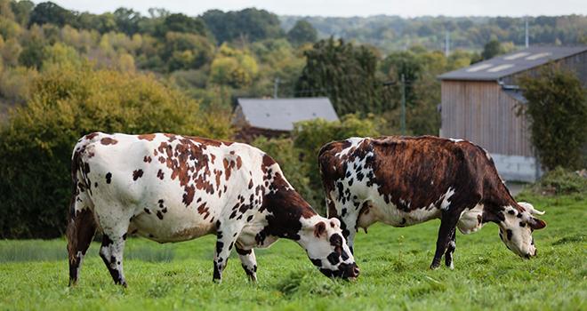 Les ventes de produits laitiers restent supérieures à la normale. ©L.Page/Cniel