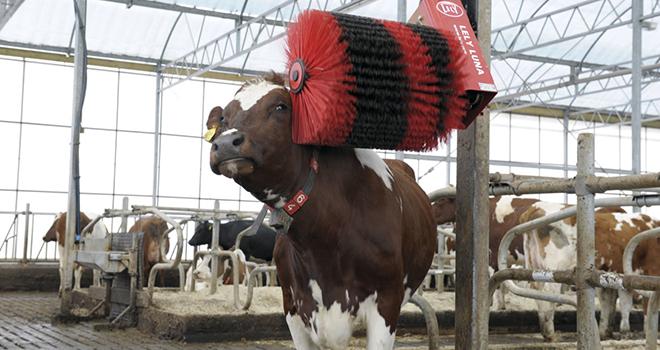 Des brosses pour que vos animaux ne soient pas de mauvais poil. © Lely Des brosses pour que vos animaux ne soient pas de mauvais poil. © Lely