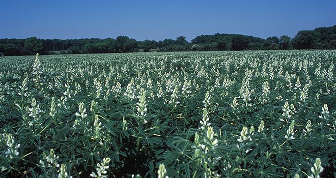 Le lupin blanc est le lupin le plus intéressant pour l'éleveur. Photo Weber/Inra Le lupin blanc est le lupin le plus intéressant pour l'éleveur. Photo Weber/Inra