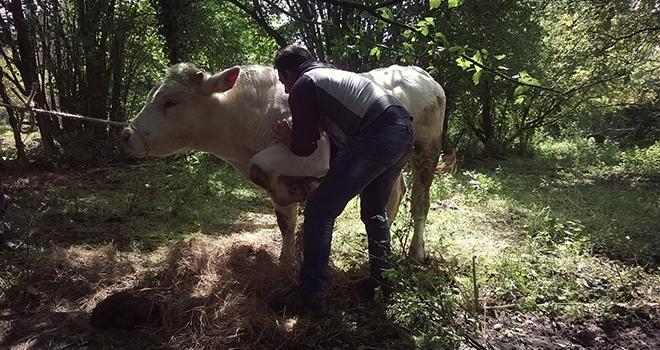 Yohan Guérin, ostéopathe animalier estime que les éleveurs sont de plus en plus ouverts à cette pratique. ©DR Yohan Guérin, ostéopathe animalier estime que les éleveurs sont de plus en plus ouverts à cette pratique.