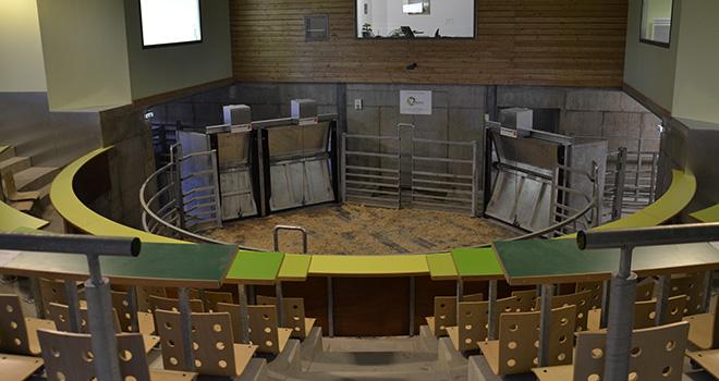 La salle des ventes du nouveau marché au cadran de Mauriac, juste avant le début du marché... Découvrez son fonctionnement en vidéo dans Cultivar App'Bovins n°10.