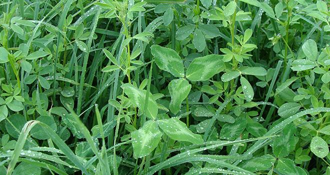 Les trois fonctions qu'une prairie multi-espèces doit assurer sont la production, la qualité nutritionnelle et l'aptitude au pâturage. Photo Jouffray-Drillaud