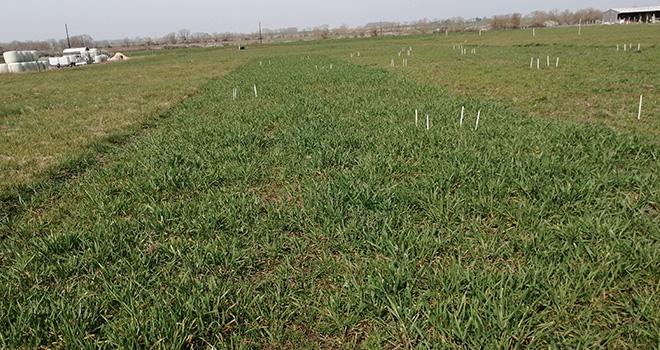 À Saint-Hilaire-en-Woëvre, cinq itinéraires de rénovation de prairie ont été testés. © Didier Deleau – Arvalis Institut du végétal