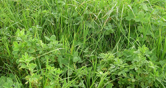 Les semences fourragères en mélange représente 20% du total des ventes. Photo: Pelletier-Arvalis Les semences fourragères en mélange représente 20% du total des ventes. Photo: Pelletier-Arvalis