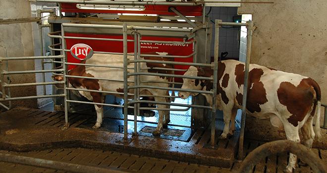 Si le robot de traite apporte du confort de travail, la contrainte devient mentale face à l’abondance de données. Photo : F.Collard/Pixel Image Si le robot de traite apporte du confort de travail, la contrainte devient mentale face à l’abondance de données.