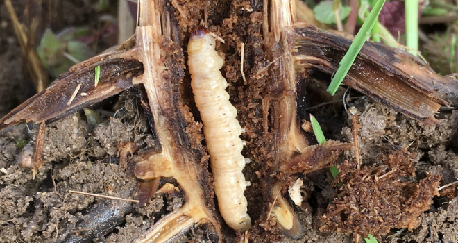Prévenir le risque pyrales et sésamies pour un fourrage de qualité. ©FMC