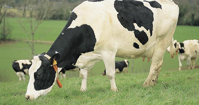 Depuis 2000, le cheptel breton s’est réduit de 10%, tandis que les livraisons de lait se sont accrues de 8%. Crédit photo : DR Depuis 2000, le cheptel breton s’est réduit de 10%, tandis que les livraisons de lait se sont accrues de 8%.