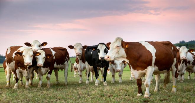 L’avenir semble contrasté pour le lait bio. © S. Richard/Cniel L’avenir semble contrasté pour le lait bio. © S. Richard/Cniel