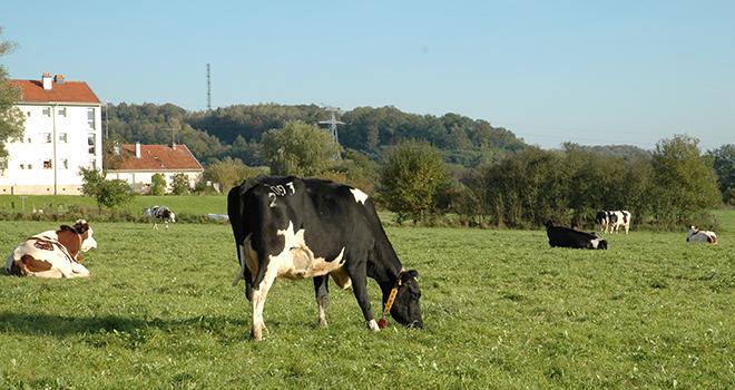 Les 40 vaches du système herbager passent en moyenne 246 jours/an au pâturage. Elles produisent 5 100 kg de lait/an avec zéro concentrés. Photo : H.Grare/PixeI Image. Les 40 vaches du système herbager passent en moyenne 246 jours/an au pâturage. Elles produisent 5 100 kg de lait/an avec zéro concentrés. Photo : H.Grare/PixeI Image.