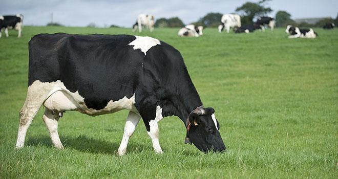 Le secteur bio est plus dynamique que jamais, grâce à la conversion plus qu’à l’installation. Photo : C. HELSLY, CNIEL