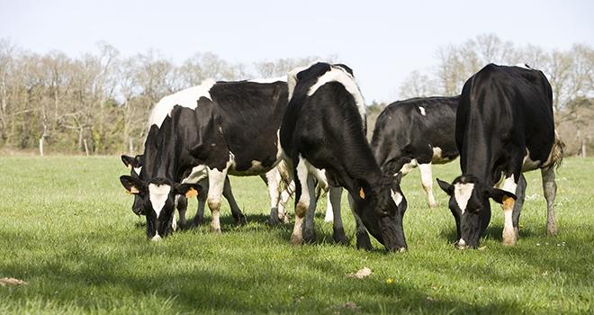 Selon Coface, la filière lait de vache, peu convertie au mode de production bio comparativement à d’autres filières, a enregistré une hausse plus importante des défaillances d’entreprises sur la période 2012-2016. Photo : P. Dubreuil/CNEL Selon Coface, la filière lait de vache, peu convertie au mode de production bio comparativement à d’autres filières, a enregistré une hausse plus importante des défaillances d’entreprises sur la période 2012-2016. Photo : P. Dubreuil/CNEL