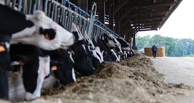 Améliorer les taux en introduisant de la betterave dans la ration. © L.Page/Cniel